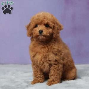 Lacey, Cavapoo Puppy